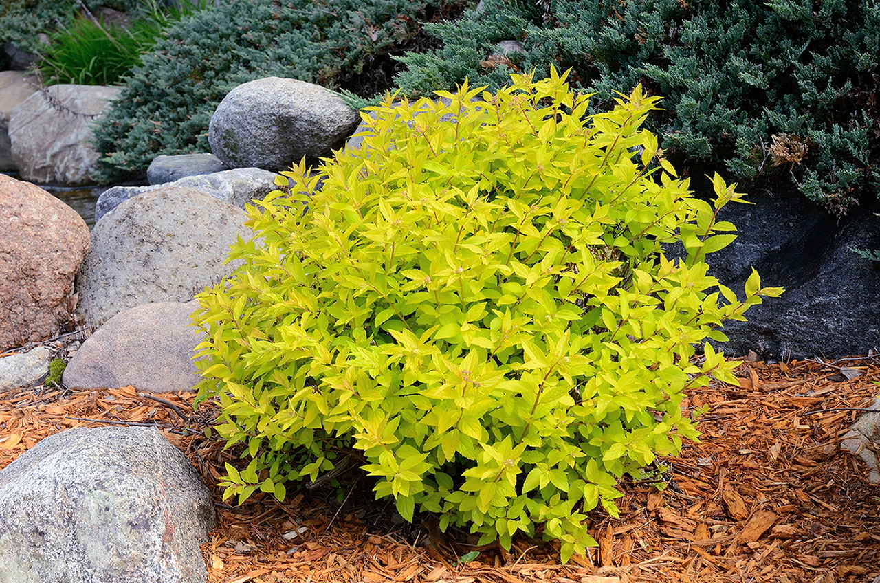 Спірея японська 'Голдмаунд', Spiraea japonica 'Goldmound', С1, 5