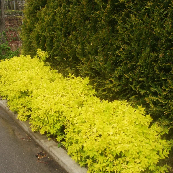 Спірея японська 'Голдмаунд', Spiraea japonica 'Goldmound', С1, 5 - Зображення 2
