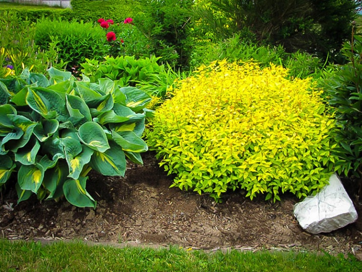 Спірея японська 'Голдмаунд', Spiraea japonica 'Goldmound', С1, 5 - Зображення 3