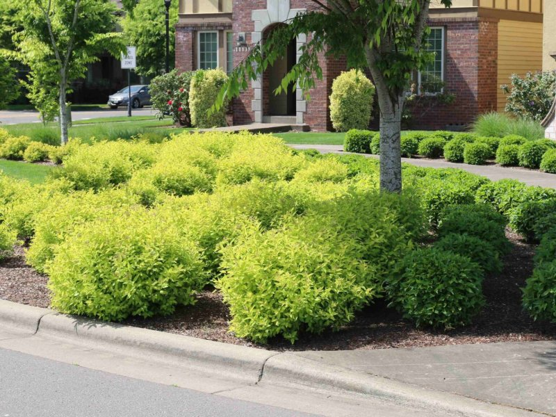 Спірея японська 'Голдмаунд', Spiraea japonica 'Goldmound', С1, 5 - Зображення 4