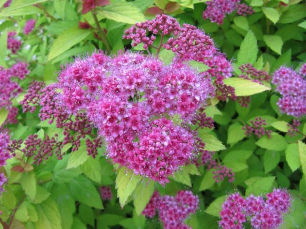 Спірея японська 'Голдмаунд', Spiraea japonica 'Goldmound', С1, 5 - Зображення 6