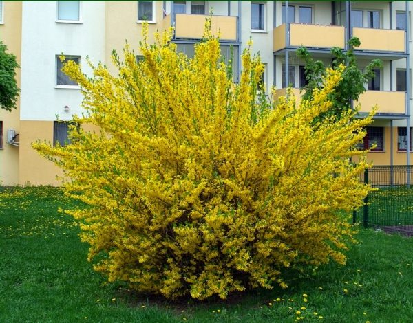 Форзиція середня Голден Таймс 3-річна Forsythia intermedia Golden Times - Зображення 2