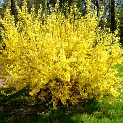 Форзиція середня Голден Таймс 3-річна Forsythia intermedia Golden Times - Зображення 3