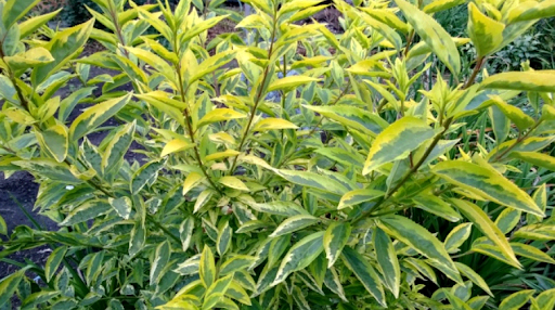 Форзиція середня Голден Таймс 3-річна Forsythia intermedia Golden Times - Зображення 4