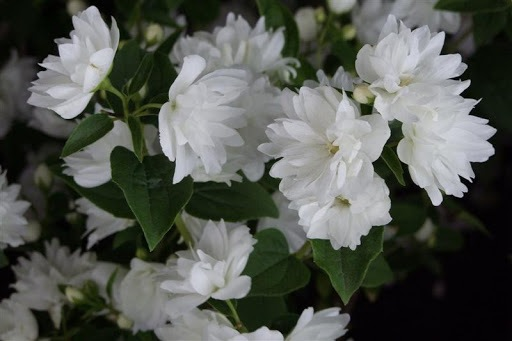 Чубушник (Жасмин) "Frosty Morn" (Philadelphus Frosty Morn) - Зображення 2