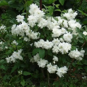 Чубушник (Жасмин) "Frosty Morn" (Philadelphus Frosty Morn)