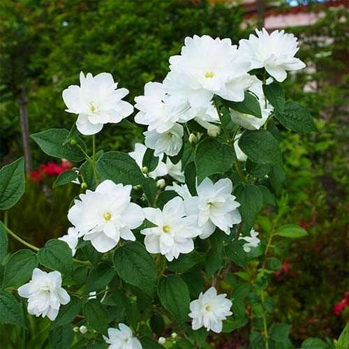 Чубушник (Жасмин) "Frosty Morn" (Philadelphus Frosty Morn) - Зображення 3