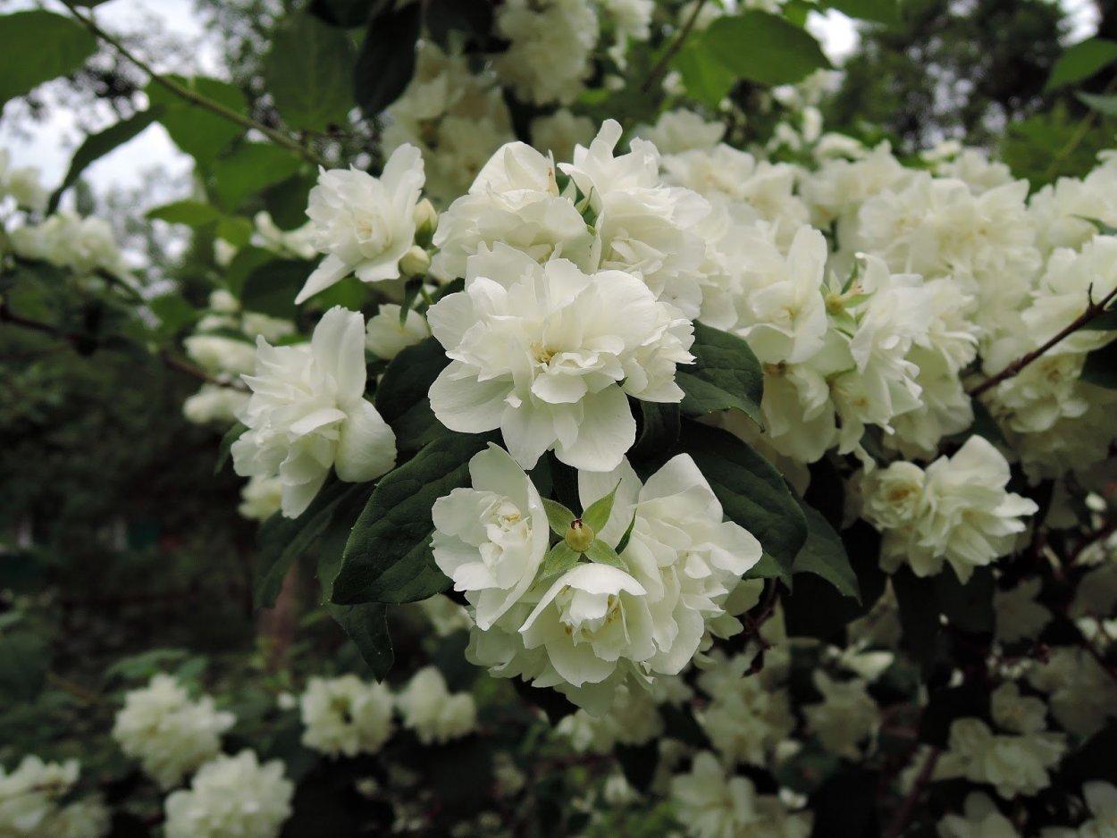Чубушник (Жасмин) "Frosty Morn" (Philadelphus Frosty Morn) - Зображення 4