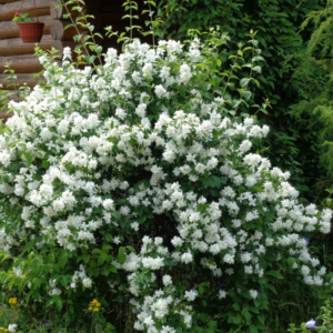 Чубушник вінечний Снігопад Philadelphus coronarius Schneesturm
