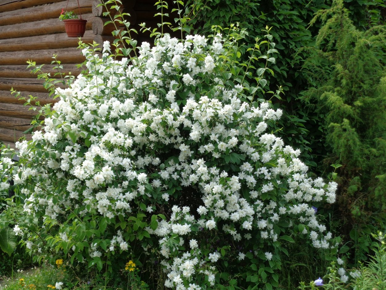 Чубушник (Жасмин) "Frosty Morn" (Philadelphus Frosty Morn) - Зображення 5