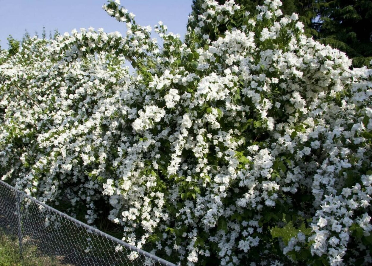 Чубушник вінечний Снігопад Philadelphus coronarius Schneesturm - Зображення 2
