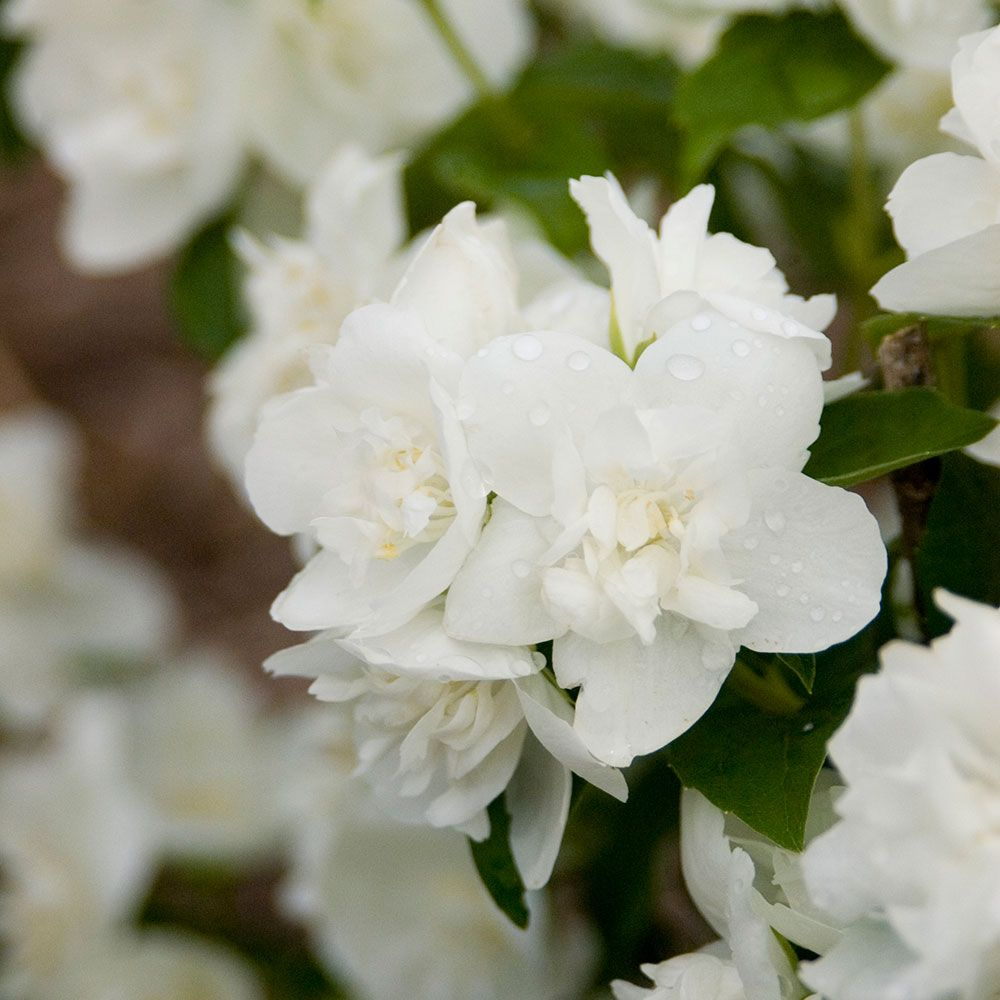 Чубушник вінечний Снігопад Philadelphus coronarius Schneesturm - Зображення 3