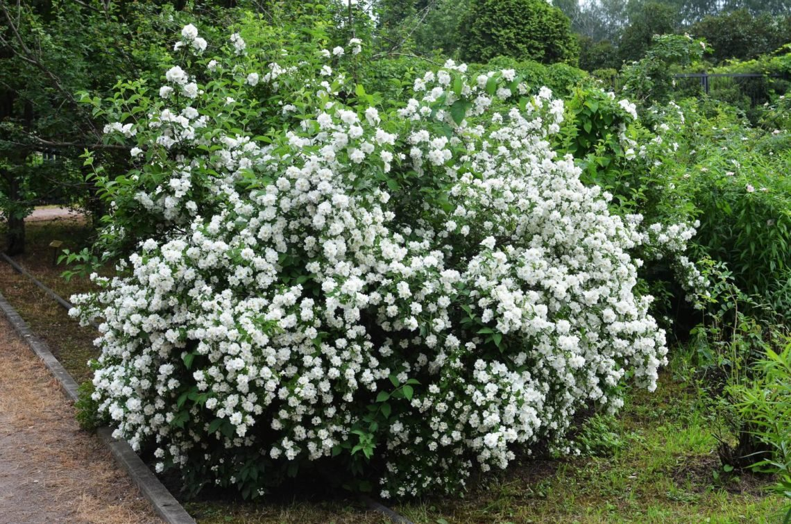 Чубушник вінечний Снігопад Philadelphus coronarius Schneesturm - Зображення 4