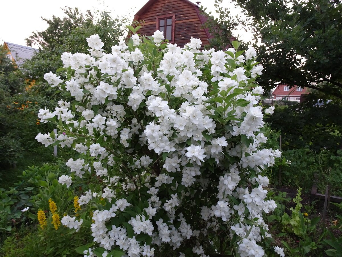 Чубушник вінечний Снігопад Philadelphus coronarius Schneesturm - Зображення 5