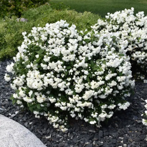 Чубушник вінцевий Сноубол/Сноубель Philadelphus coronarius Snowbelle