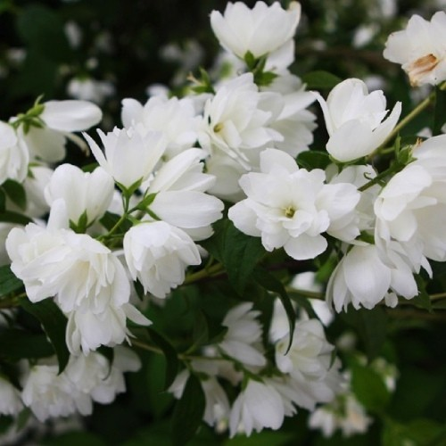 Чубушник вінцевий Сноубол/Сноубель Philadelphus coronarius Snowbelle - Зображення 2