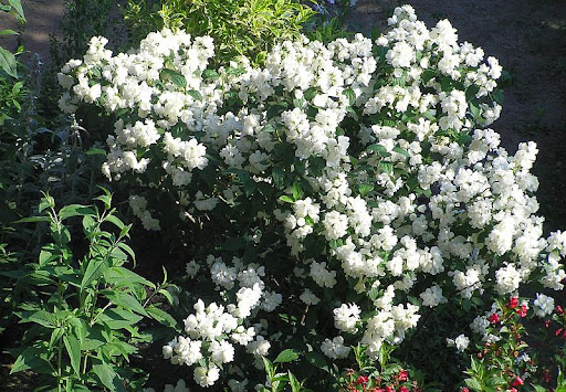 Чубушник вінцевий Сноубол/Сноубель Philadelphus coronarius Snowbelle - Зображення 3