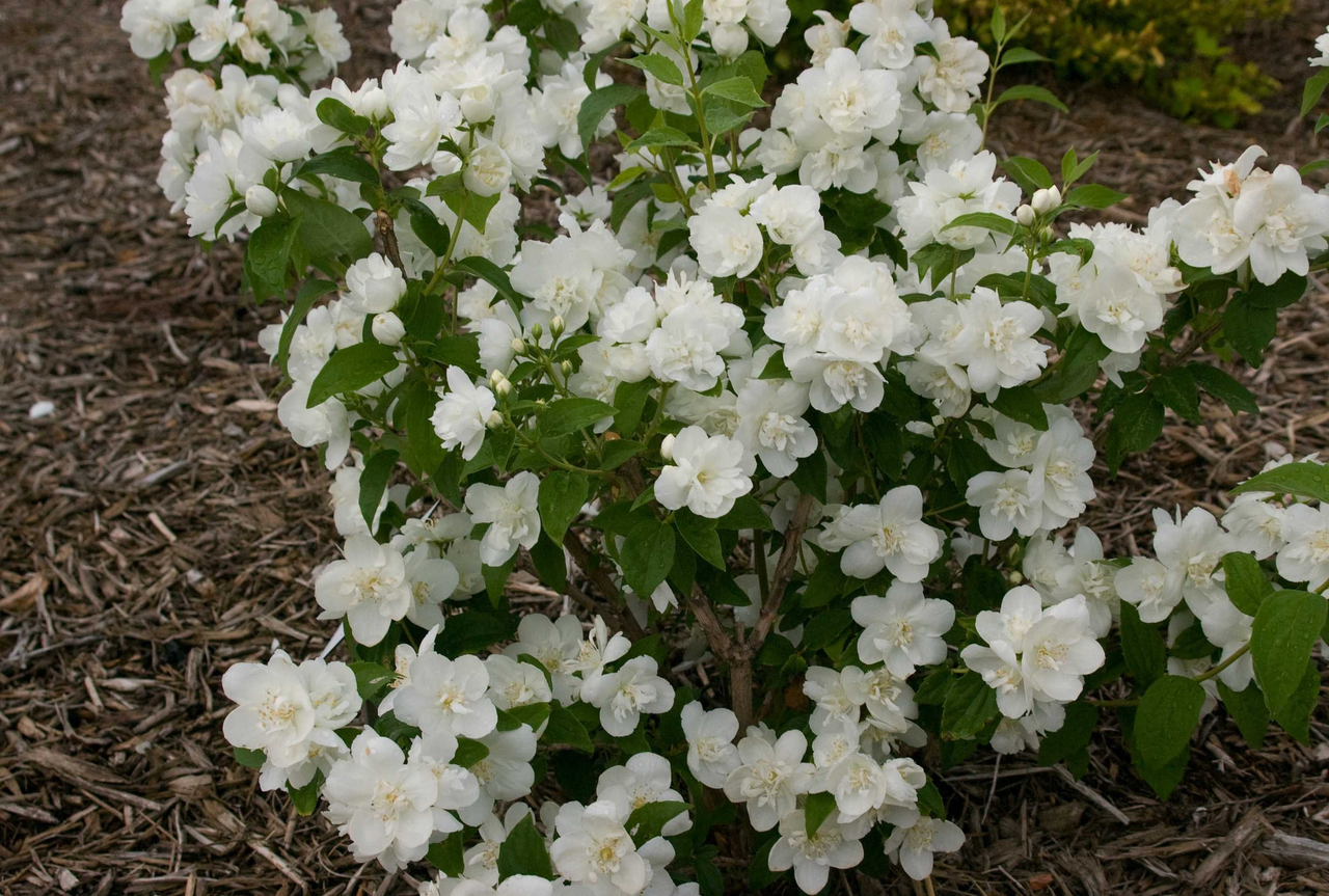Чубушник вінцевий Сноубол/Сноубель Philadelphus coronarius Snowbelle - Зображення 4