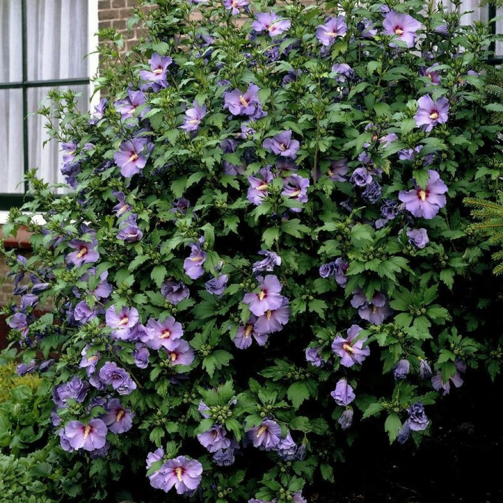 Гібіскус сирійський Марина 6-річний Hibiscus syriacus Marina - Зображення 3
