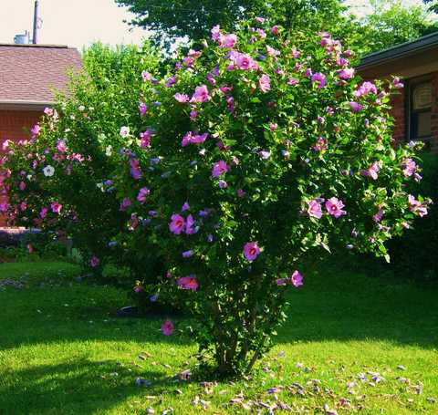 Гібіскус сирійський Марина 6-річний Hibiscus syriacus Marina - Зображення 4