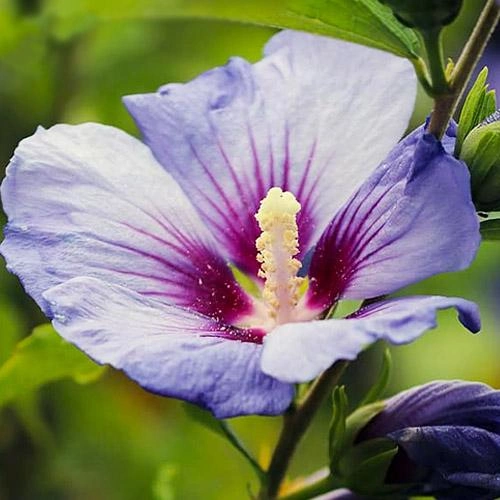 Гібіскус сирійський Марина 6-річний Hibiscus syriacus Marina - Зображення 5