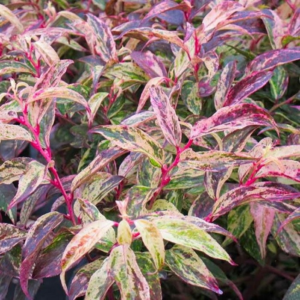 Леукотоє Рейнбоу (Leucothoe Rainbow)