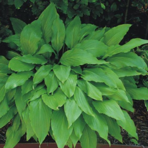 Хоста Грін Фонтейн Hosta Green Fontain