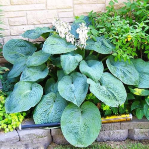 Хоста 'Біг Дедді' Hosta 'Big Daddy'