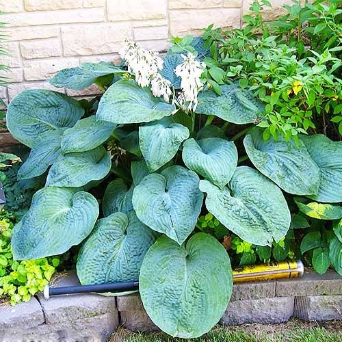 Хоста 'Біг Дедді' Hosta 'Big Daddy'