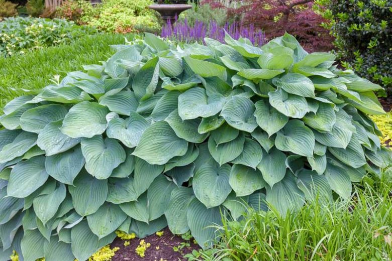 Хоста 'Біг Дедді' Hosta 'Big Daddy' - Зображення 2