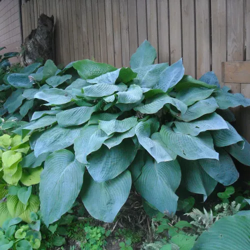 Хоста 'Біг Дедді' Hosta 'Big Daddy' - Зображення 3