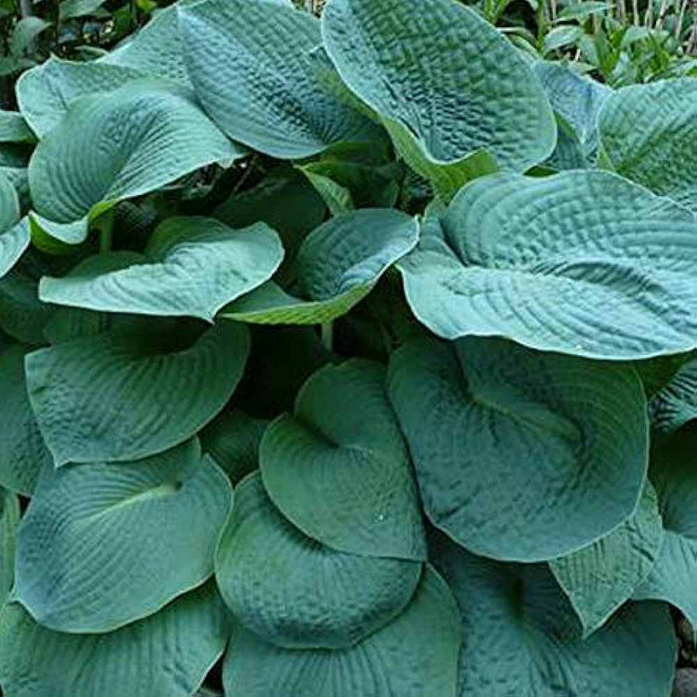 Хоста 'Біг Дедді' Hosta 'Big Daddy' - Зображення 4