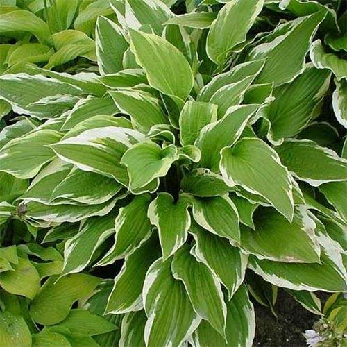 Хоста Мойрхейм Hosta hybride Moerheim - Зображення 2