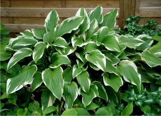 Хоста Мойрхейм Hosta hybride Moerheim - Зображення 3