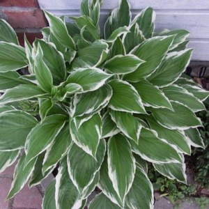 Хоста Мойрхейм Hosta hybride Moerheim