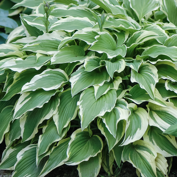 Хоста Мойрхейм Hosta hybride Moerheim - Зображення 4