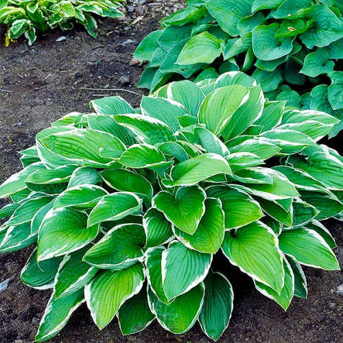 Хоста Мойрхейм Hosta hybride Moerheim - Зображення 5