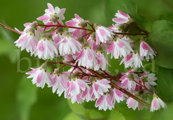 Дейція шорстка "Плена" 3-річна Deutzia scabra "Plena" - Зображення 2