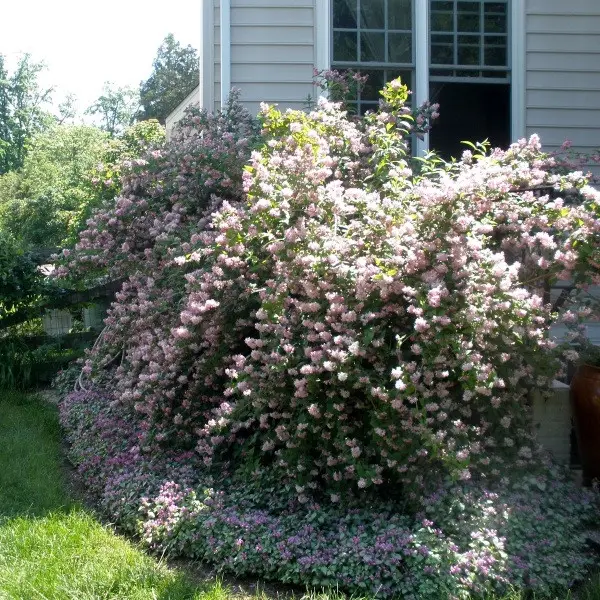 Дейція шорстка "Плена" 3-річна Deutzia scabra "Plena" - Зображення 3