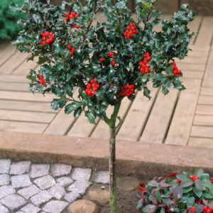 Падуб Мезерва Блю Принц 3-річний Ilex meserveae Blue Prince