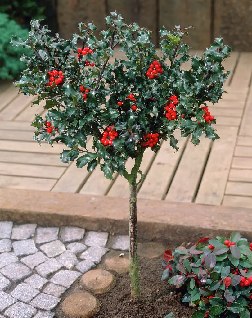Падуб Мезерва Блю Принц 3-річний Ilex meserveae Blue Prince - Зображення 3