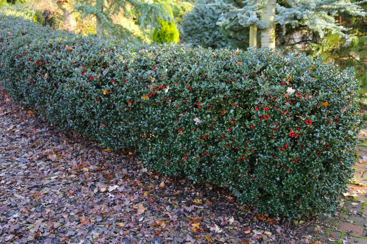 Падуб Мезерва Блю Принц 3-річний Ilex meserveae Blue Prince - Зображення 4
