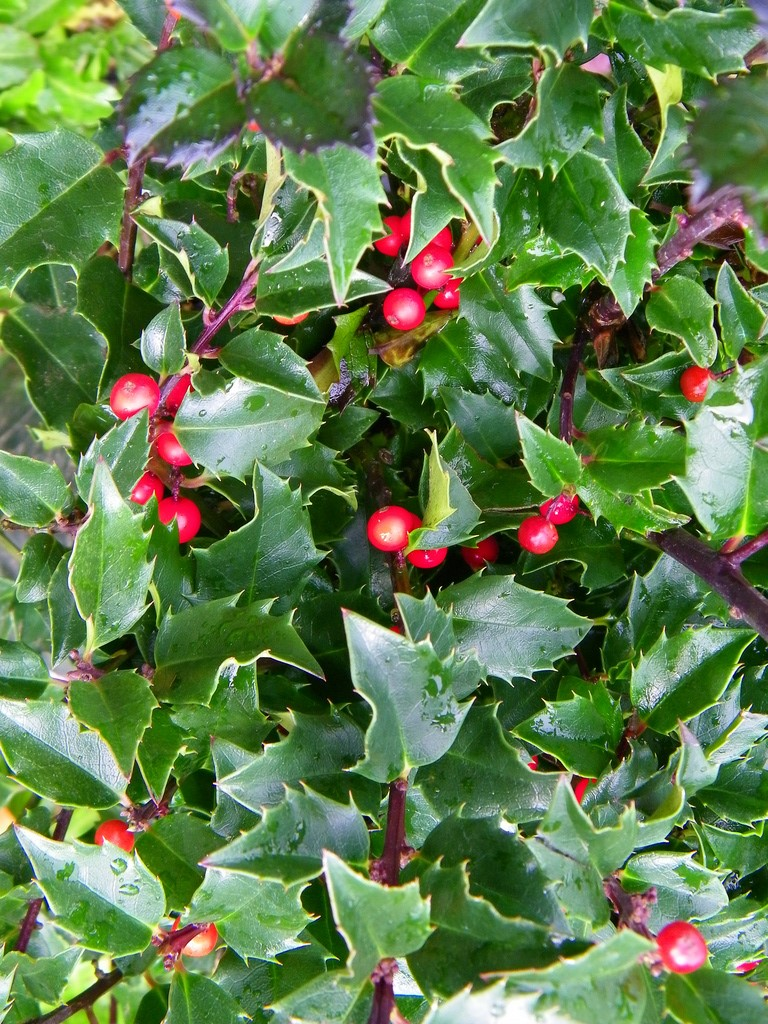 Падуб Мезерва Блю Принц 3-річний Ilex meserveae Blue Prince - Зображення 2