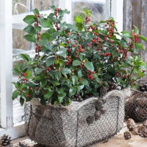 Падуб Мезерва Блю Принц 3-річний Ilex meserveae Blue Prince