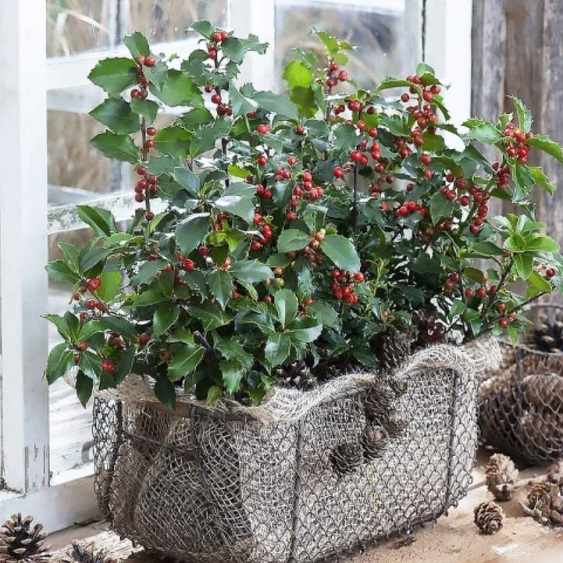 Падуб Мезерва Блю Принц 3-річний Ilex meserveae Blue Prince