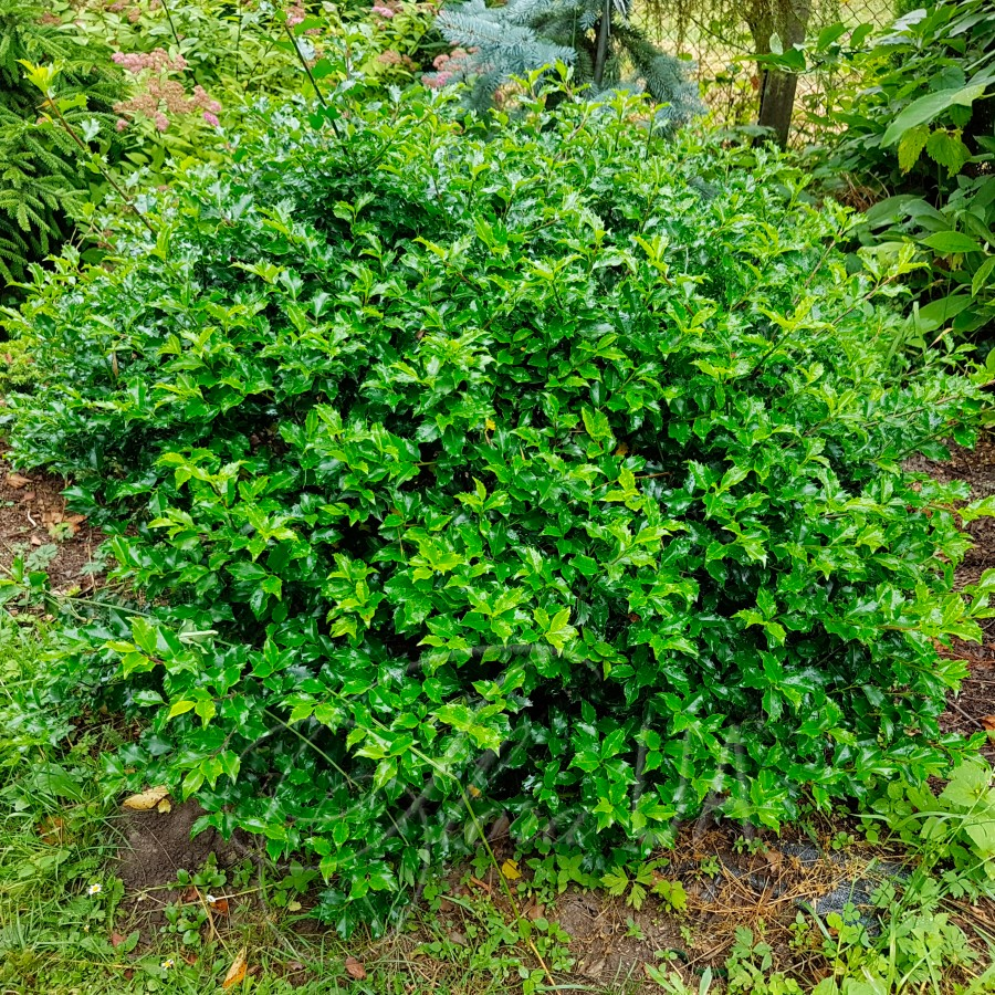 Падуб Мезерва Блю Принц 3-річний Ilex meserveae Blue Prince - Зображення 5