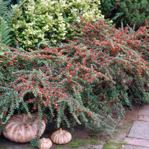 Кизильник нан-шань'Боєр' 3-річний Cotoneaster nanshan 'Boеr'