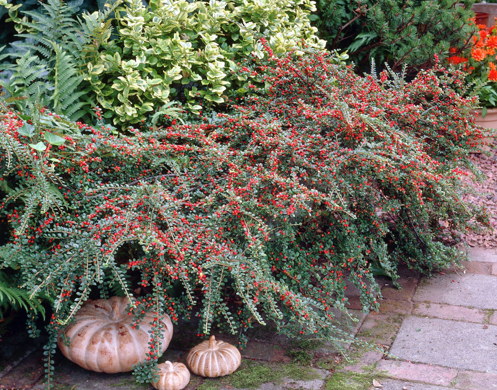 Кизильник нан-шань'Боєр' 5-річний Cotoneaster nanshan 'Boеr'
