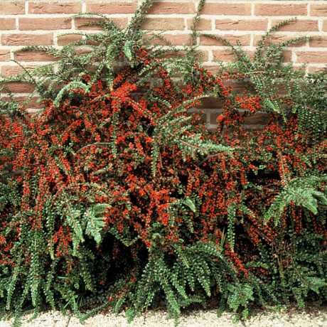 Кизильник нан-шань'Боєр' 5-річний Cotoneaster nanshan 'Boеr' - Зображення 2