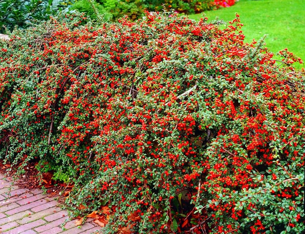 Кизильник нан-шань'Боєр' 3-річний Cotoneaster nanshan 'Boеr' - Зображення 4
